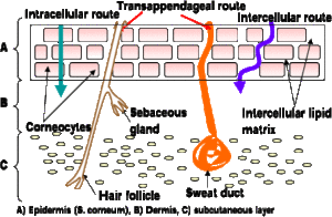 3 paths of penetration